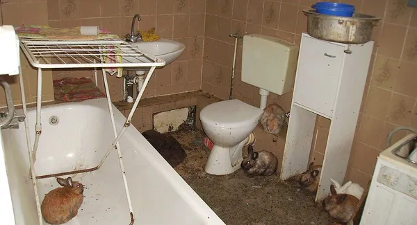 Animal hoarding