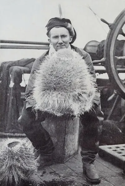 Denis G. Lillie