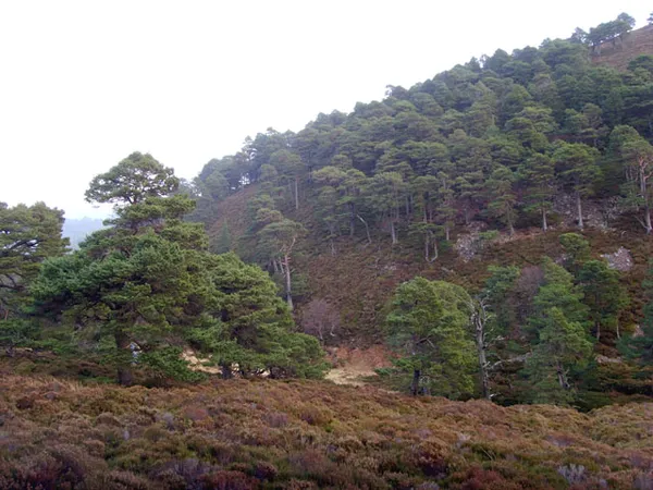 Glen Tanar