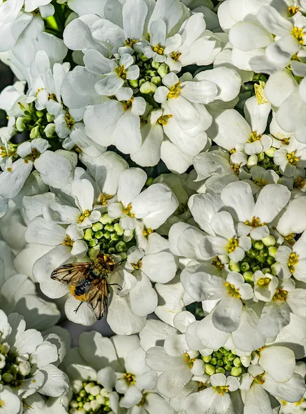 Iberis sempervirens