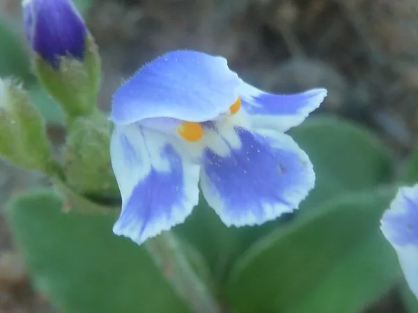 Craterostigma plantagineum