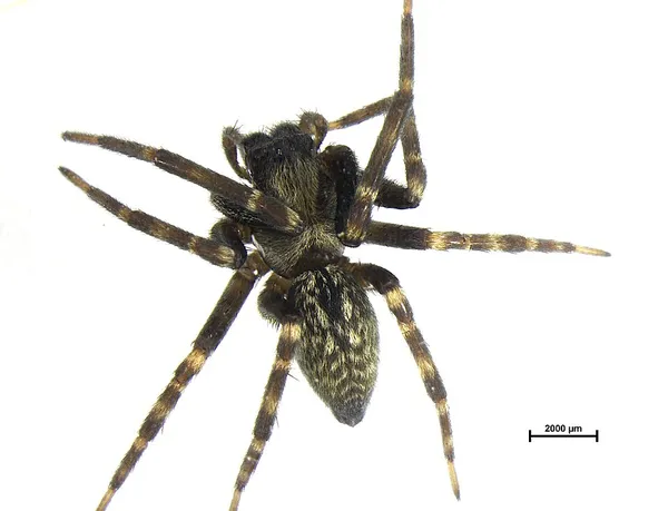 Badumna longinqua