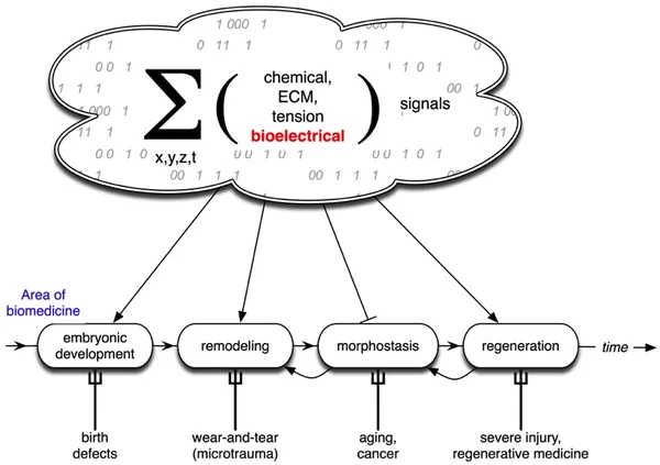 Developmental bioelectricity