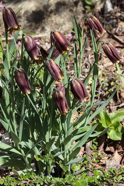 Fritillaria assyriaca