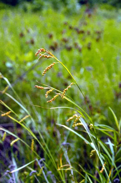 Carex davisii
