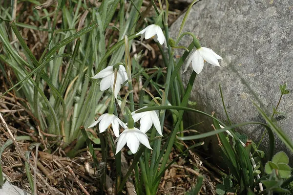 Acis nicaeensis