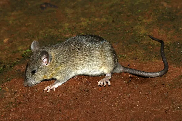 Black rat