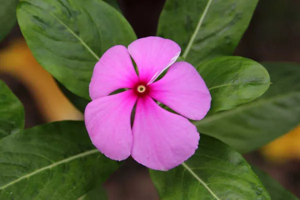 Catharanthus
