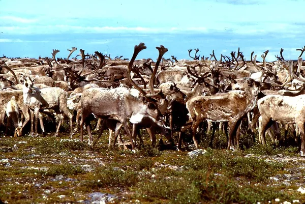 Barren-ground caribou