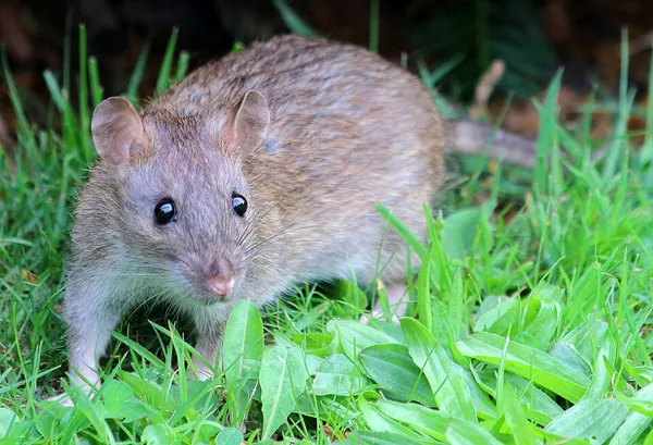 Brown rat