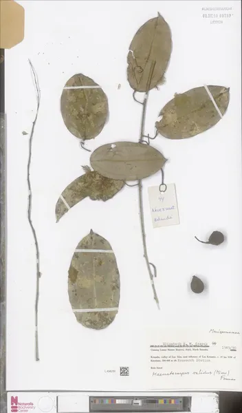 Haematocarpus