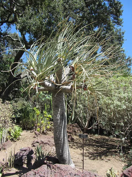 Dracaena serrulata