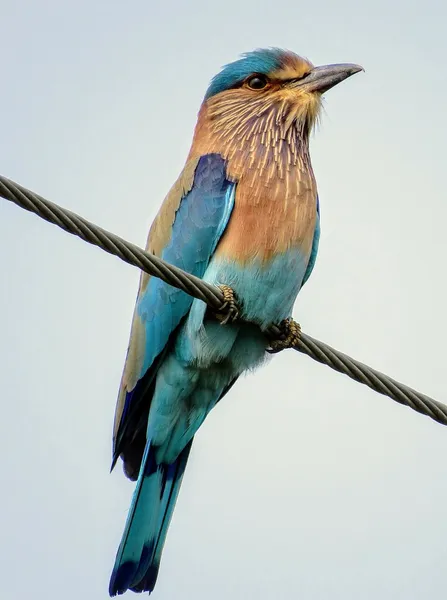 Indian roller