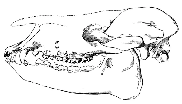 Eotitanops