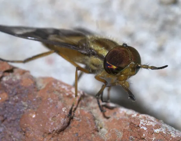 Deer fly