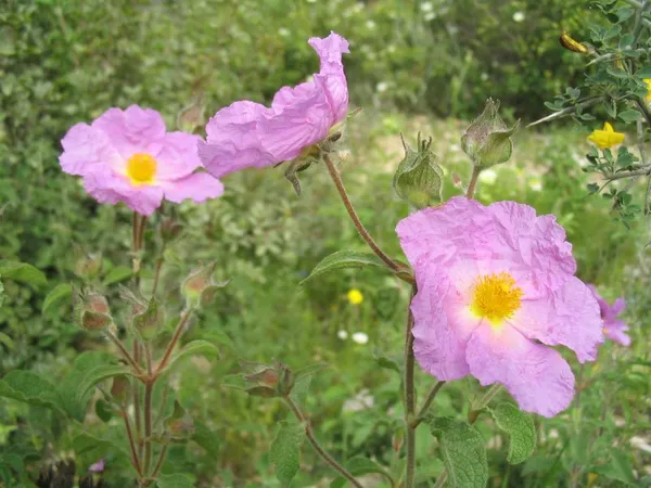Cistaceae