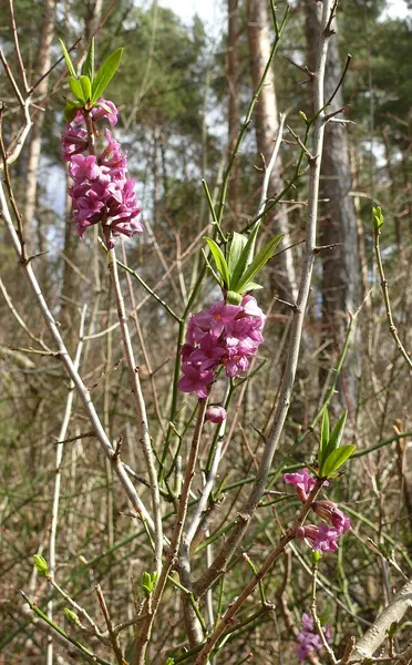 Daphne (plant)