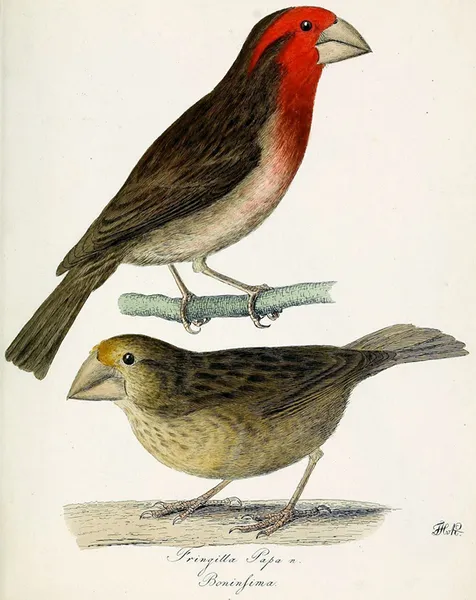 Bonin grosbeak