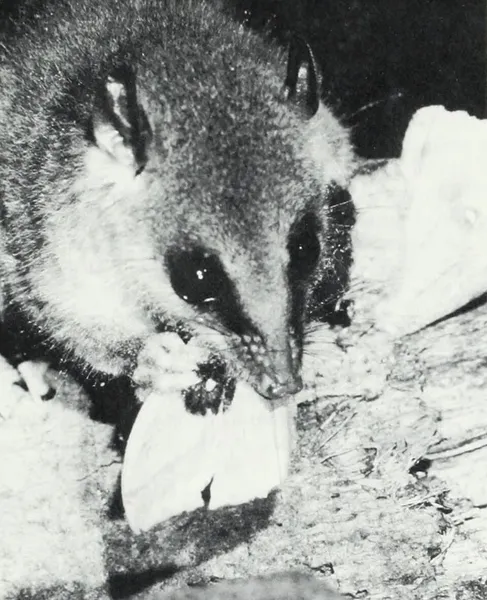 Alston's mouse opossum