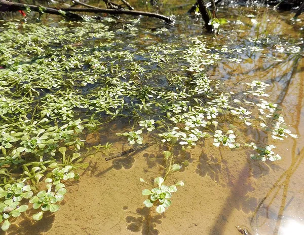 Callitriche heterophylla