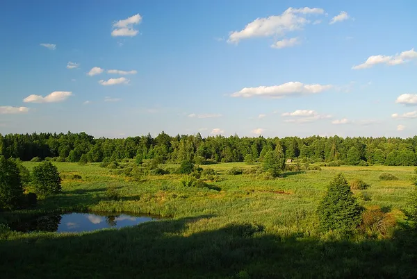 Central European mixed forests