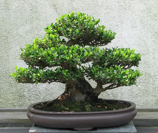 Chinese influence on Japanese culture