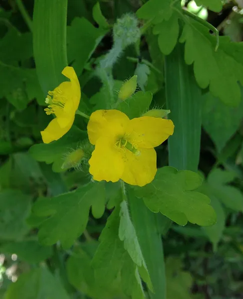 Chelidonium