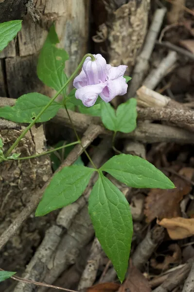 Clematis crispa