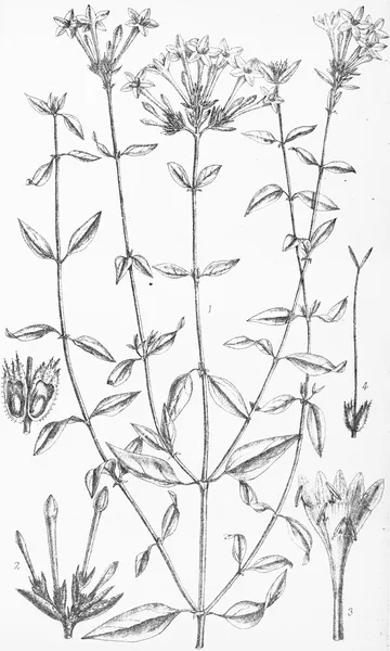 Aitchisonia