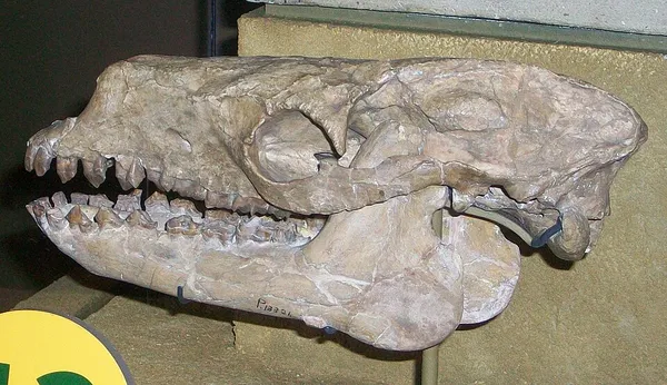 Cramauchenia