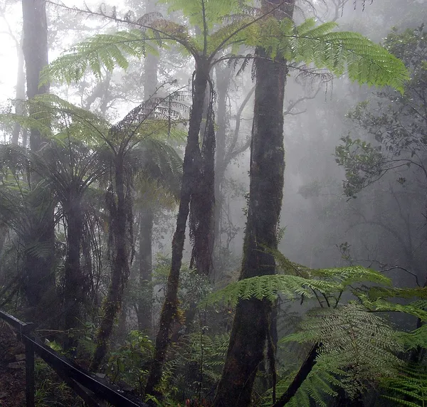 Cloud forest