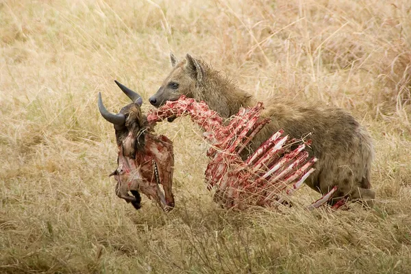 Feeding behavior of spotted hyenas