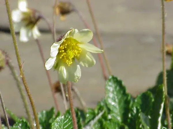 Dryas (plant)