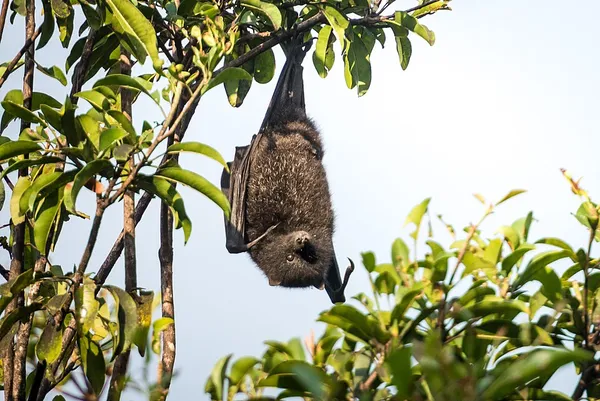 Christmas Island flying fox