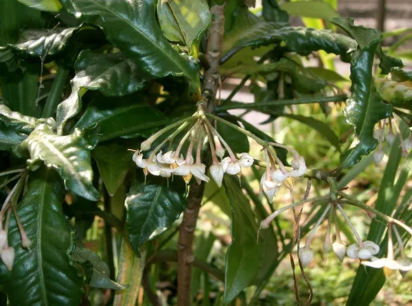 Ardisia