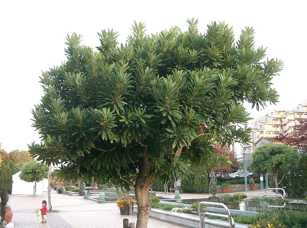 Daphniphyllum