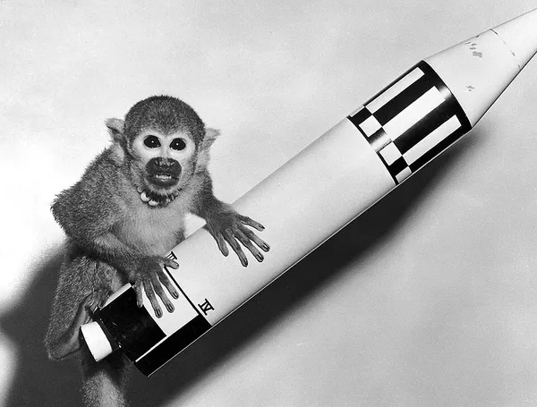 Animals in space