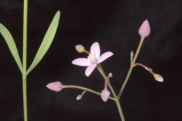 Boronia dichotoma