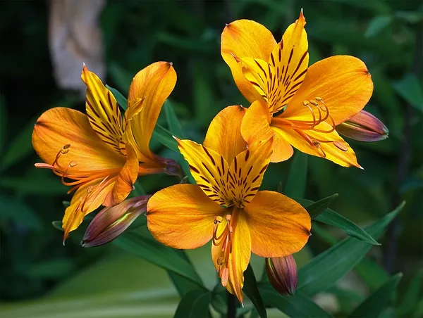 Alstroemeriaceae