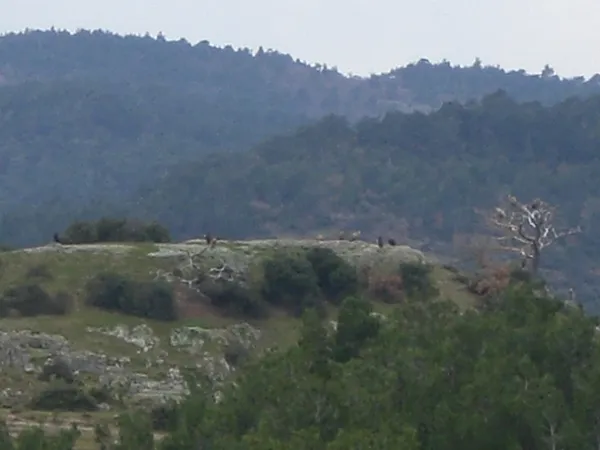 Dadia Forest