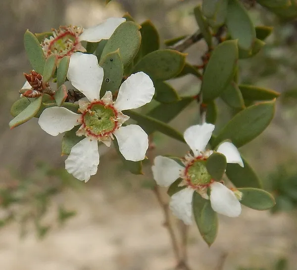Gaudium coriaceum
