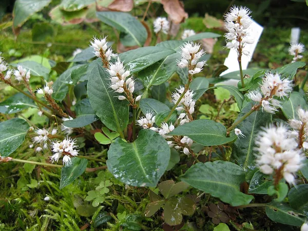 Bistorta tenuicaulis