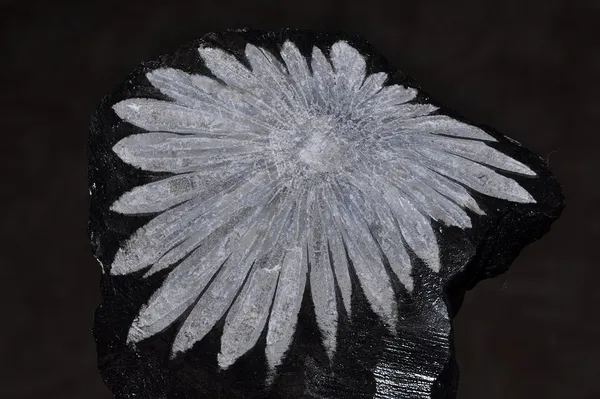Chrysanthemum stone
