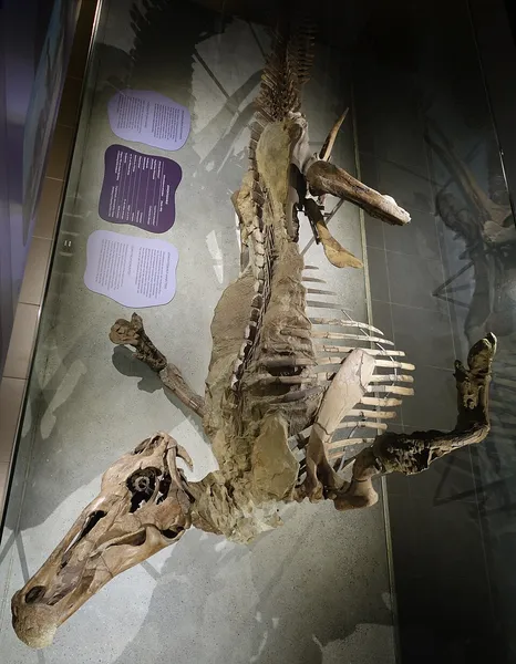 Edmontosaurus mummy SMF R 4036