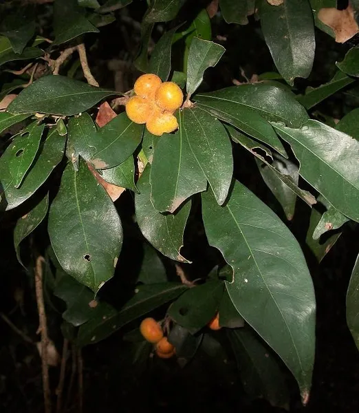 Cola greenwayi