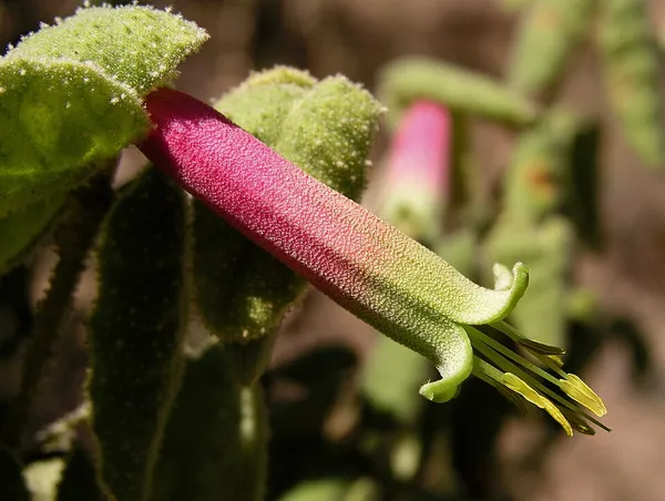 Correa (plant)