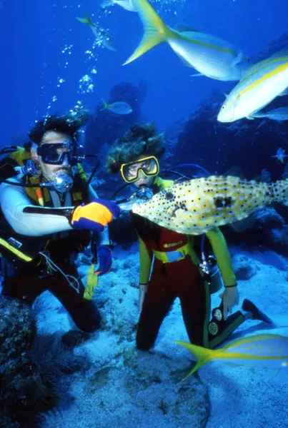 Environmental impact of recreational diving