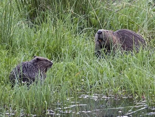 Eurasian beaver reintroduction