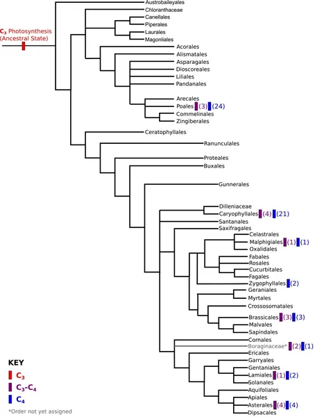 Angiosperm Phylogeny Group