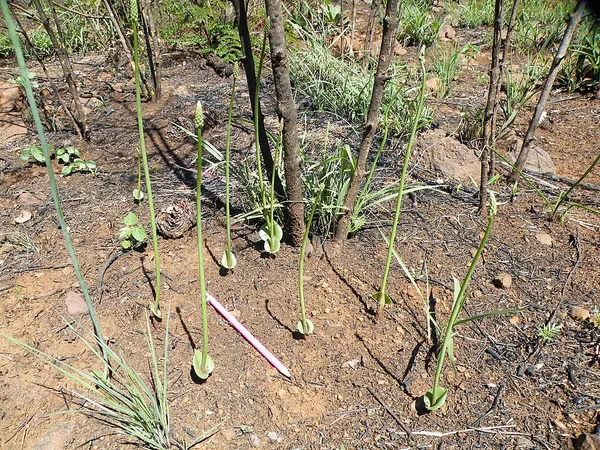Eriospermum cooperi